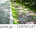 苔むした小道 苔むした小道 139701147