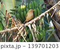 バナナの木にとまるバフイロツグミ　コスタリカ 139701203
