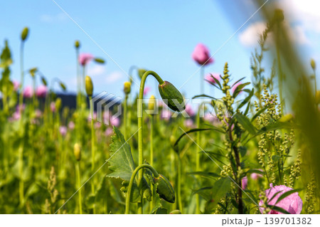 Low angle view of pink poppy flowers and green buds growing in a field under a bright blue sky. Airy summer wildflower landscape with copy space. Low angle view of pink poppy flowers and green buds growing in a field under a bright blue sky. Airy summer wildflower landscape with copy space. 139701382