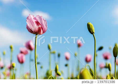 Low angle close up of delicate pink poppy flowers and unopened buds growing in a field against a bright blue sky. Copy space, selective focus Low angle close up of delicate pink poppy flowers and unopened buds growing in a field against a bright blue sky. Copy space, selective focus 139701386