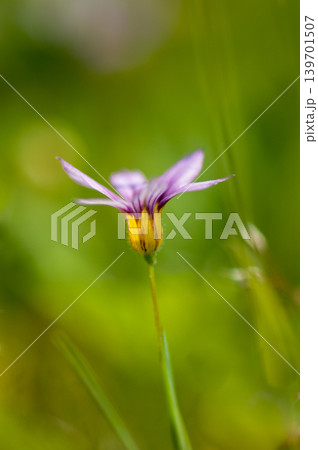 庭石菖 (にわぜきしょう) 庭石菖 (にわぜきしょう) 139701507