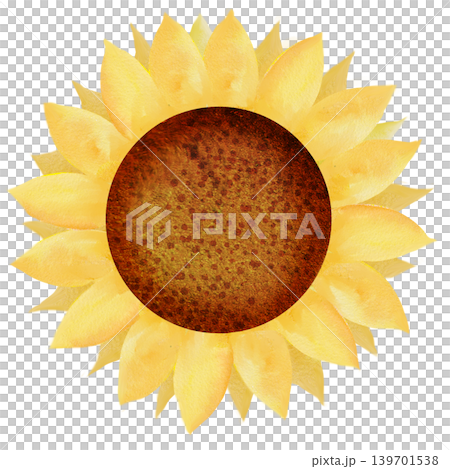 Sunflowers that have bloomed into large blossoms Sunflowers that have bloomed into large blossoms 139701538