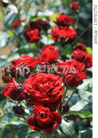 初夏の薔薇 139701752