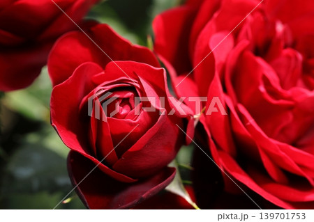 初夏の薔薇 初夏の薔薇 139701753
