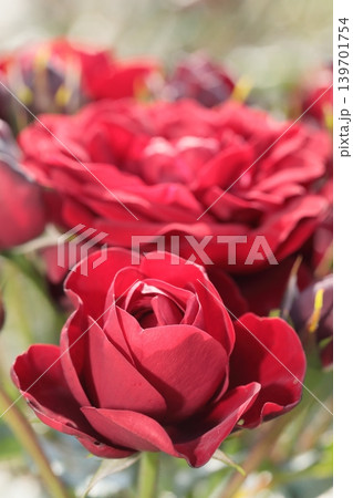初夏の薔薇 初夏の薔薇 139701754
