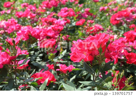 初夏の薔薇 初夏の薔薇 139701757
