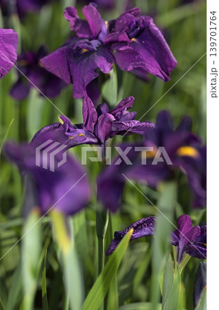 花菖蒲 花菖蒲 139701764