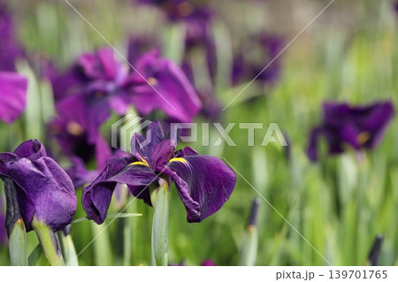 花菖蒲 花菖蒲 139701765