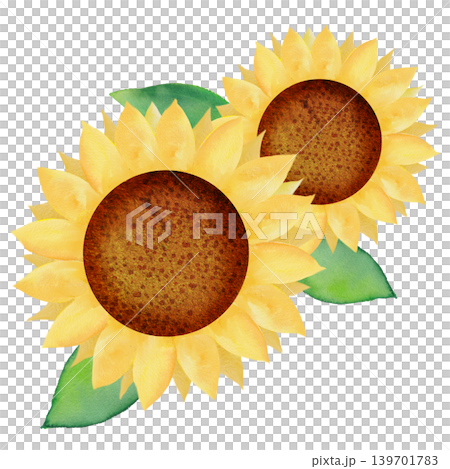 一幅大型水彩向日葵插圖。 一幅大型水彩向日葵插圖。 139701783