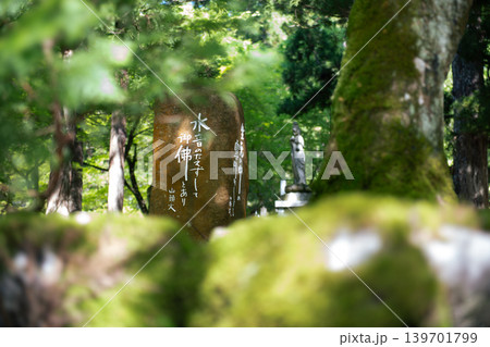 苔むした寺 永平寺 苔むした寺 永平寺 139701799