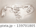恐竜の化石 恐竜の化石 139701805