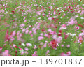 風のいたずら 139701837
