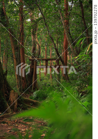 深い森の静寂に佇む屋久島の牛床詰所鳥居 139702278
