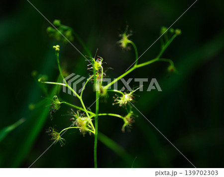 食虫植物イシモチソウ 食虫植物イシモチソウ 139702303