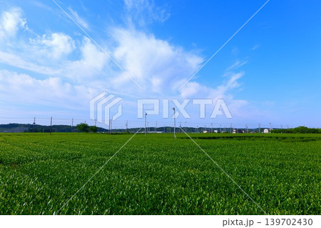 狭山茶の茶畑 狭山茶の茶畑 139702430