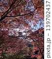 真っ赤な紅葉 139702437