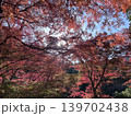 真っ赤な紅葉 139702438