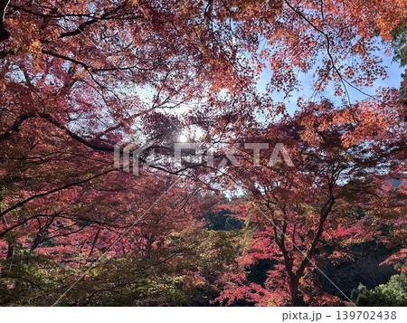 真っ赤な紅葉 真っ赤な紅葉 139702438