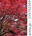 真っ赤な紅葉 139702569
