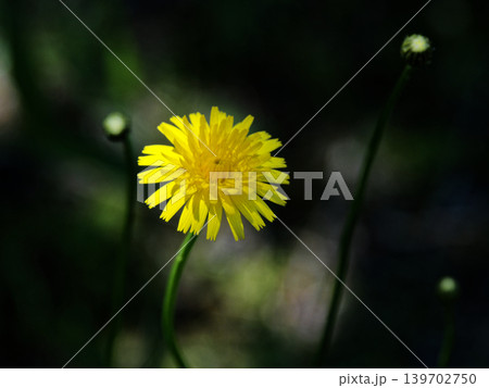 キク科ブタナの黄色い花 キク科ブタナの黄色い花 139702750