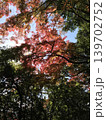 秋の色に染まる紅葉 139702752