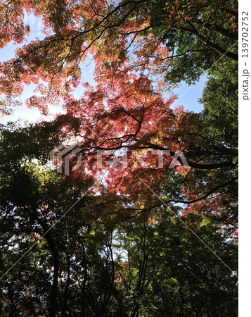 秋の色に染まる紅葉 139702752