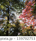 紅葉したモミジ 139702753