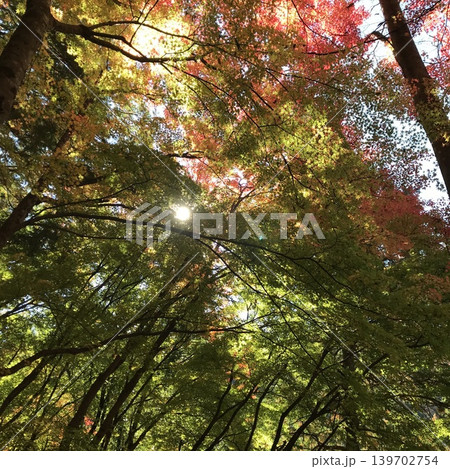 紅葉したモミジと太陽 紅葉したモミジと太陽 139702754