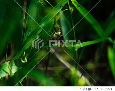 食虫植物イシモチソウ 食虫植物イシモチソウ 139702904
