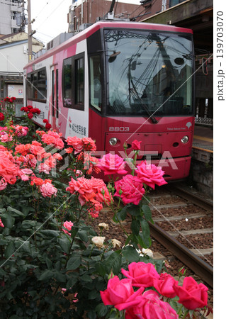 バラが咲き乱れる都電荒川線 バラが咲き乱れる都電荒川線 139703070