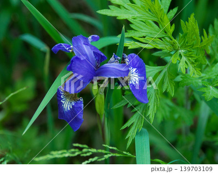 アヤメ科アヤメの紫色の花 139703109