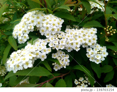 小さな白花が咲き広がるコデマリの爽やかな春景色 139703154