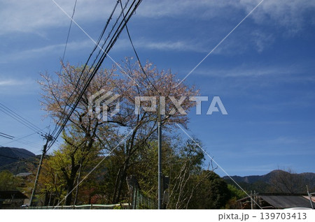 山の上に立つ一本の桜 山の上に立つ一本の桜 139703413