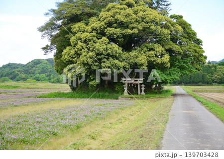 鳥取県 南部町 客神社 5月 鳥取県 南部町 客神社 5月 139703428