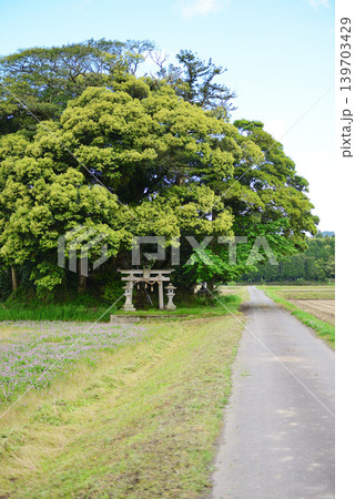 鳥取県 南部町 客神社 5月 鳥取県 南部町 客神社 5月 139703429