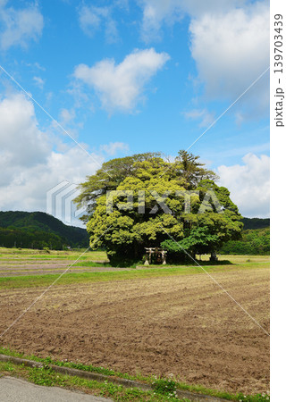 鳥取県 南部町 客神社 5月 鳥取県 南部町 客神社 5月 139703439