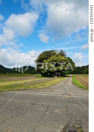 鳥取県 南部町 客神社 5月 鳥取県 南部町 客神社 5月 139703441