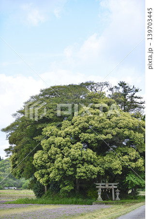 鳥取県 南部町 客神社 5月 鳥取県 南部町 客神社 5月 139703445