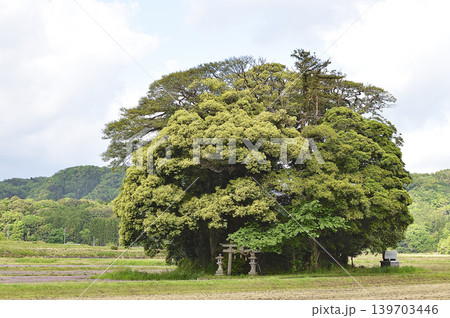 鳥取県 南部町 客神社 5月 鳥取県 南部町 客神社 5月 139703446