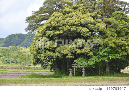 鳥取県 南部町 客神社 5月 鳥取県 南部町 客神社 5月 139703447