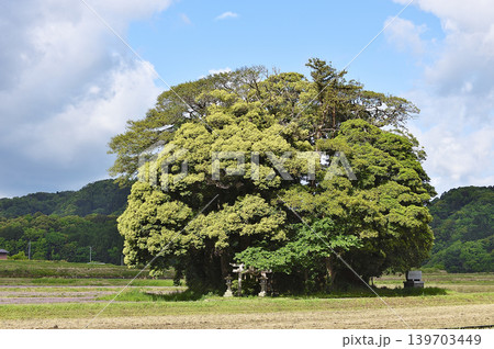 鳥取県 南部町 客神社 5月 鳥取県 南部町 客神社 5月 139703449