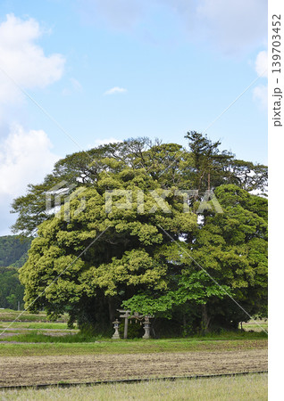 鳥取県　南部町　客神社　5月 139703452
