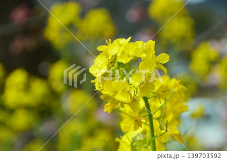 菜の花（静岡県賀茂郡東河津町） 139703592