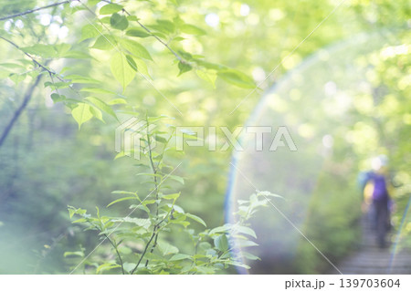 新緑・初夏の大山夏山登山道を楽しむイメージ 139703604