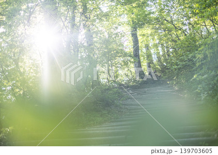 新緑・初夏の大山夏山登山道を楽しむイメージ 139703605