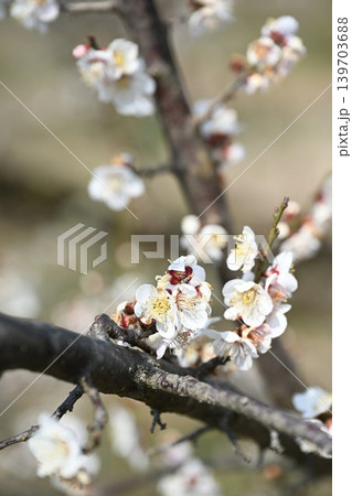 満開の梅の木が並ぶ梅の里通り(新潟県新潟市江南区) 満開の梅の木が並ぶ梅の里通り(新潟県新潟市江南区) 139703688