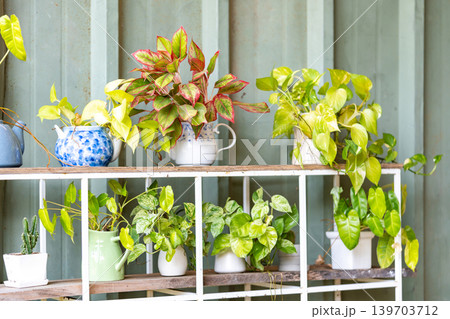 The arrangement of decorated indoor plants placed on the white organized cube shelf near the green metal sheet wall. Succulent plants and cactus in ceramic pots. The arrangement of decorated indoor plants placed on the white organized cube shelf near the green metal sheet wall. Succulent plants and cactus in ceramic pots. 139703712