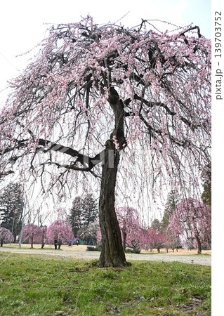 田上梅林公園の枝垂れ梅(新潟県田上町) 田上梅林公園の枝垂れ梅(新潟県田上町) 139703752