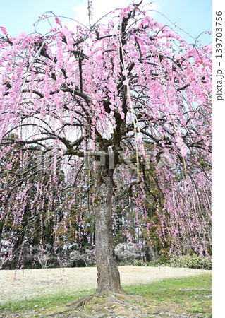 田上梅林公園の枝垂れ梅（新潟県田上町） 139703756