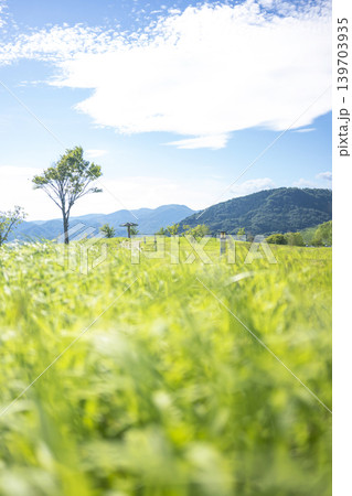 公園の新緑　坂道と青空　東郷池周辺 139703935